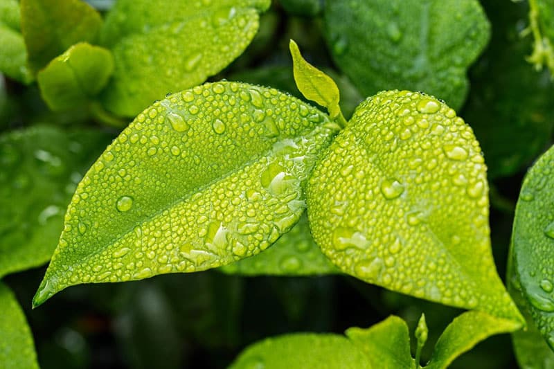 ¿Las Hojas De Los árboles Absorben Agua? ¿las Hojas De Los árboles Absorben Agua?