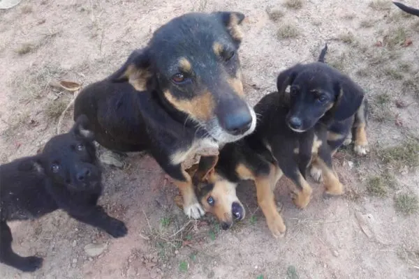 mamá perro con algunos cachorros