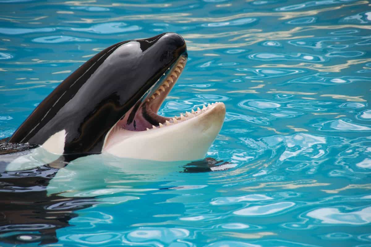 ¿Las Orcas Se Comen a Los Humanos? ¿las Orcas Se Comen a Los Humanos?
