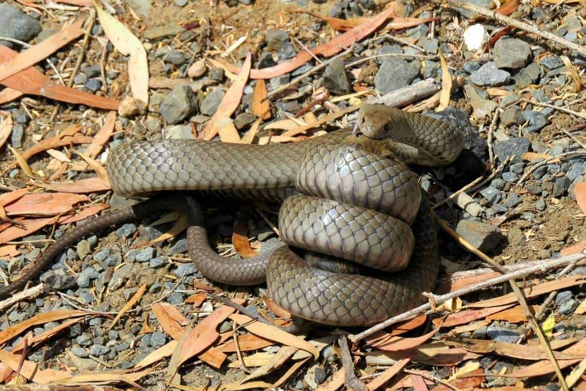 10 Ejemplos Aleatorios De Animales Que Matan Ratas 10 Ejemplos Aleatorios De Animales Que Matan Ratas