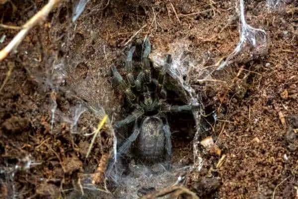 Una tarántula cavando una madriguera.