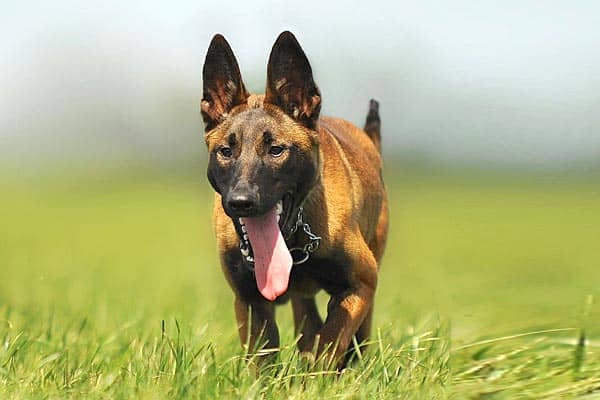 ¿los Malinois Belgas Son Buenos Con Los Niños? Lo Que