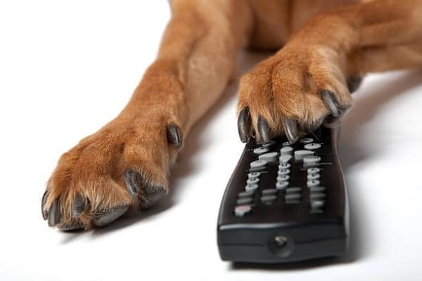 ¿Los pastores belgas malinois tienen pies palmeados? Aprenda todo sobre Mal Paws 2 patas-de-malinois-belga