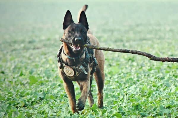¿Los Malinois belgas tienen pies palmeados? Aprenda todo sobre Mal Paws 1 Do-belga-malinois-tiene-pies palmeados