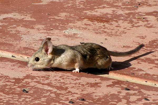rata del desierto