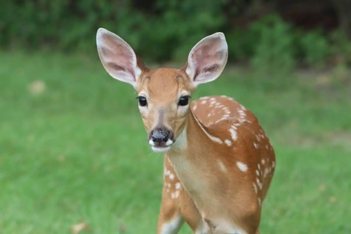 Venado joven