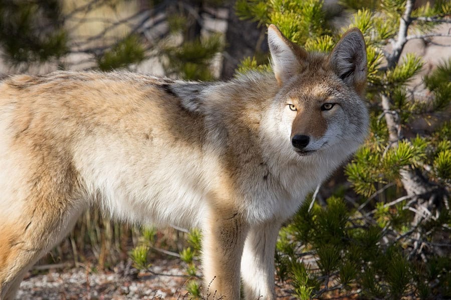 ¿Los Coyotes Cazan en Manadas? ¿los Coyotes Cazan en Manadas?