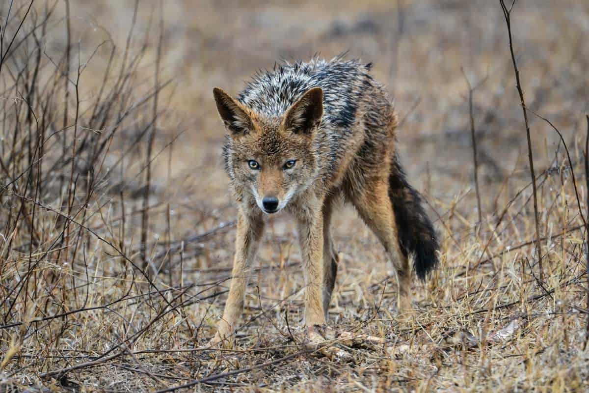 ¿Los Coyotes Comen Ciervos? (Contestada) ¿los Coyotes Comen Ciervos? (contestada)