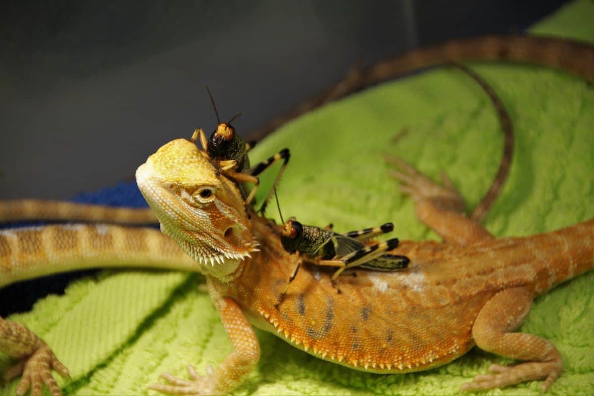 ¿Los Lagartos Comen Saltamontes? (Contestada) ¿los Lagartos Comen Saltamontes? (contestada)