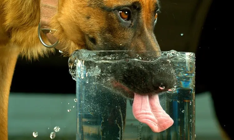 ¿Por qué el aliento y la orina de mi perro huelen a amoníaco? 1 1. Deshidratación