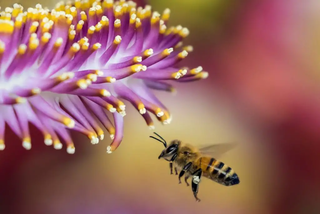 ¿Por qué las abejas recolectan polen?