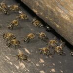 ¿Por Qué Las Abejas Sacuden Y Mueven El Trasero? ¿Por Qué Las Abejas Sacuden Y Mueven El Trasero?