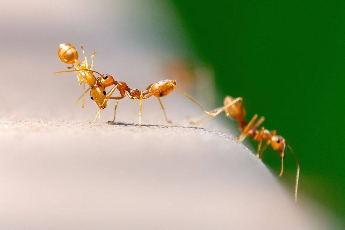 ¿Por Qué Las Hormigas Cargan Hormigas Muertas? (Razones) ¿por Qué Las Hormigas Cargan Hormigas Muertas? (razones)