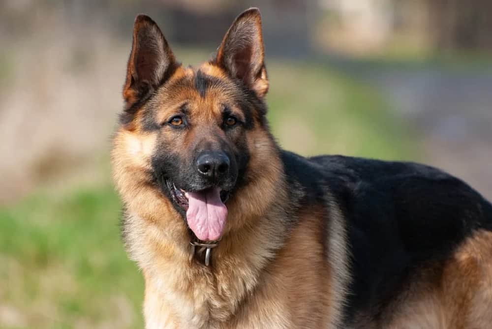 ¿Por Qué Los Pastores Alemanes Son Buenos Perros Policía? ¿por Qué Los Pastores Alemanes Son Buenos Perros Policía?