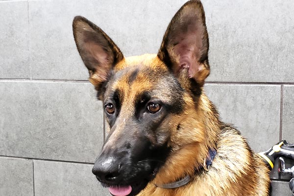 ¿Por Qué Los Pastores Alemanes Tienen Lunares? Aprenda Sobre Esos Puntos Negros en Su Perro Pastor Alemán ¿por Qué Los Pastores Alemanes Tienen Lunares? Aprenda Sobre Esos
