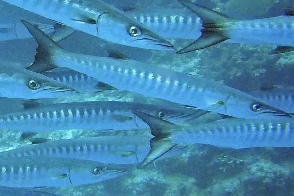 Barracuda