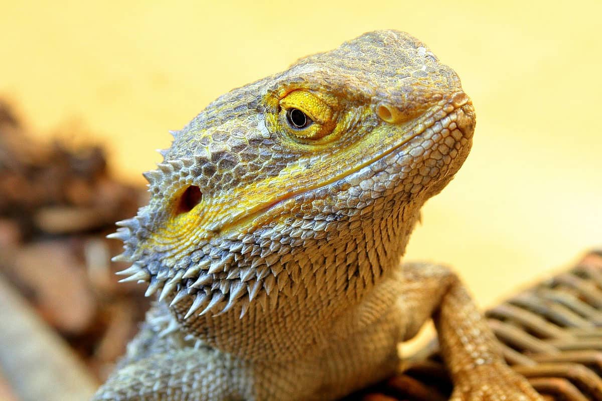 ¿Por Qué Mi Dragón Barbudo Duerme Tanto? ¿por Qué Mi Dragón Barbudo Duerme Tanto?