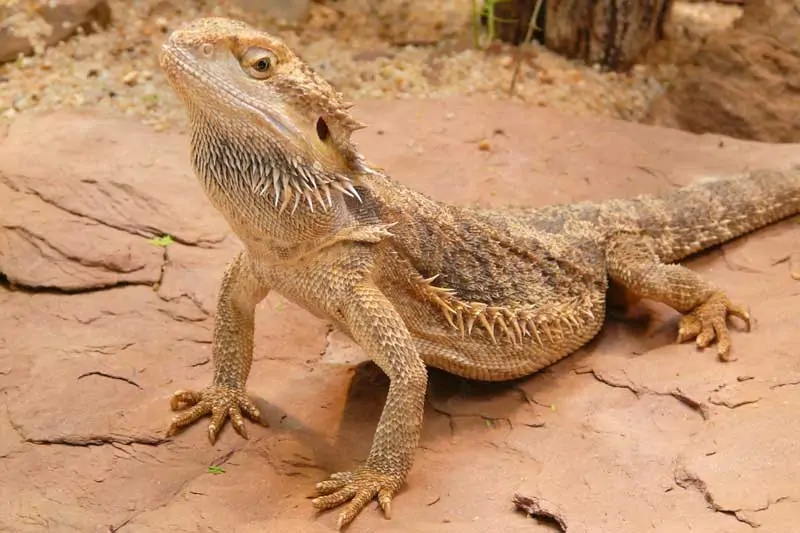 Dragon barbudo