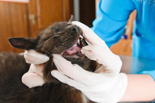 ¿Por qué mi gato no come ni bebe? - Problemas de salud bucal.