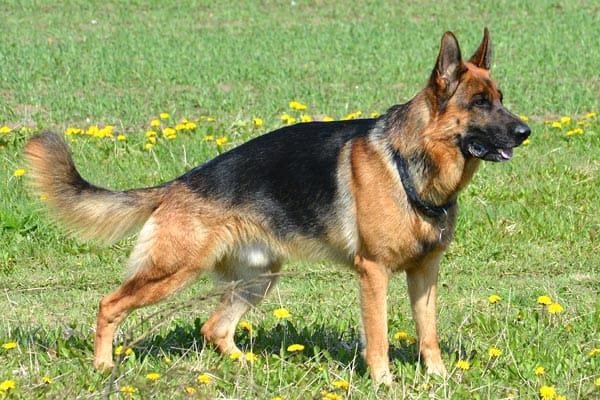 ¿Por Qué Mi Perro Pastor Alemán Se Estira Tanto? ¿por Qué Mi Perro Pastor Alemán Se Estira Tanto?