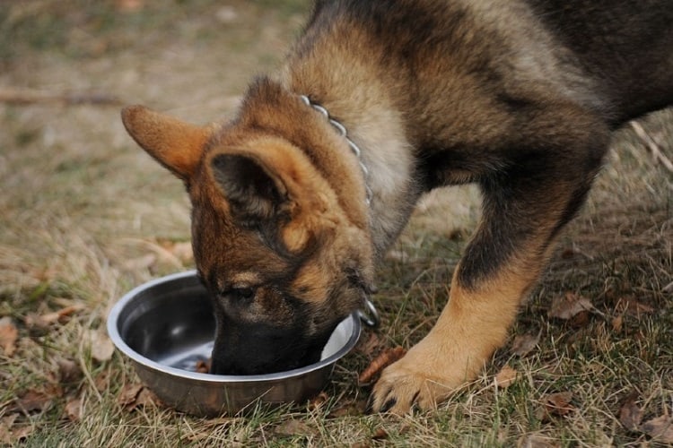 El perro solo come una vez al día: ¿es este un motivo para alarmarse? 