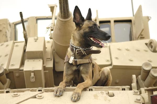 ¿por Qué Se Utiliza El Pastor Belga Malinois Como Perro