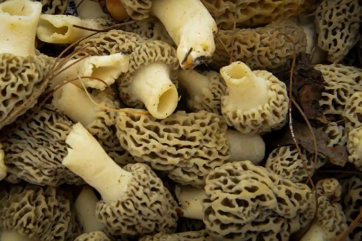Hongos morillas