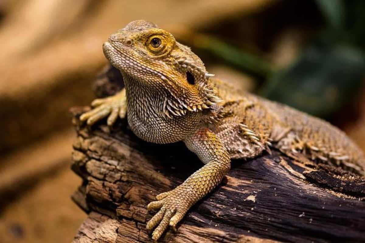 Dragones barbudos reptiles