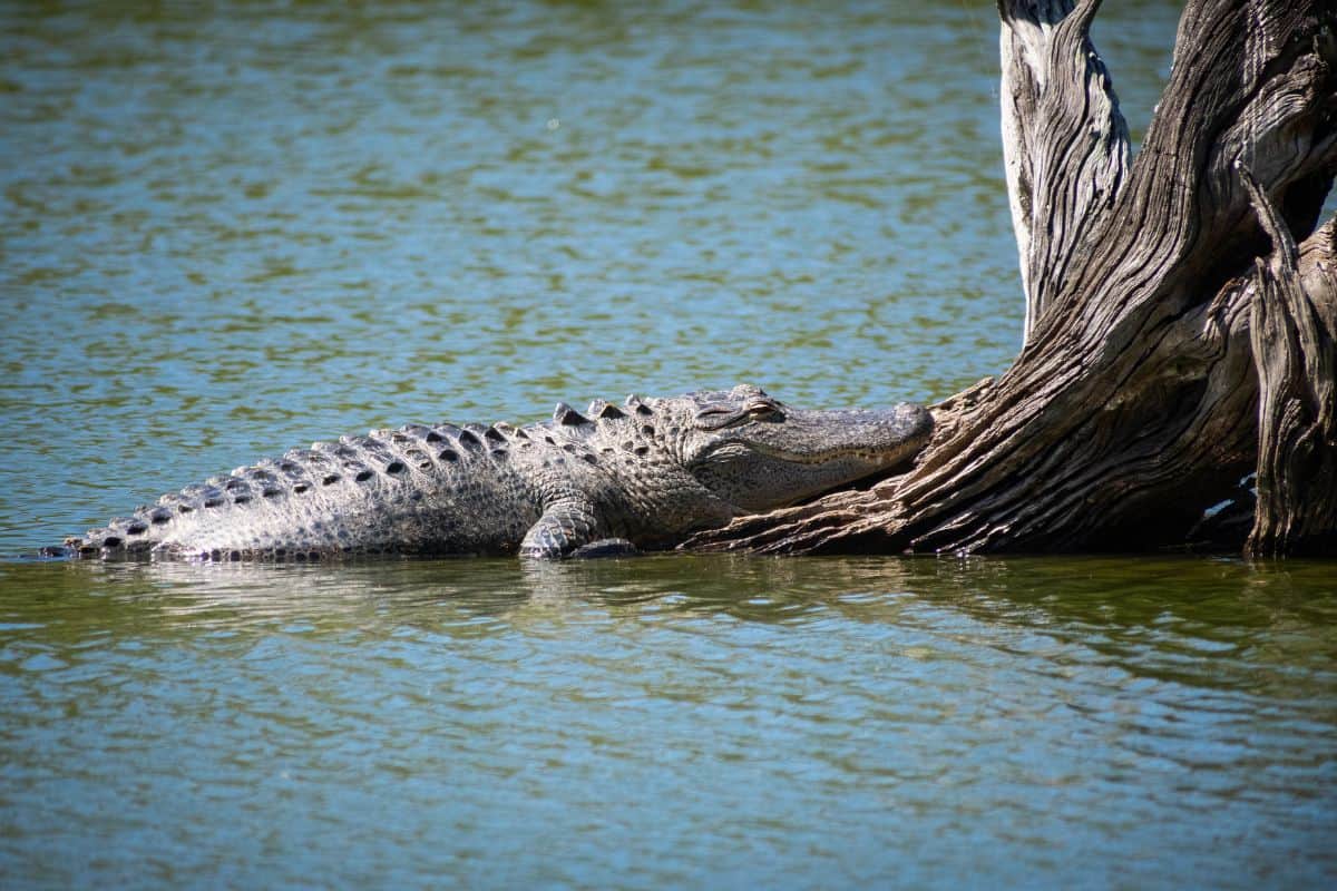 ¿Pueden Los Caimanes Trepar a Los árboles? ¿pueden Los Caimanes Trepar a Los árboles?