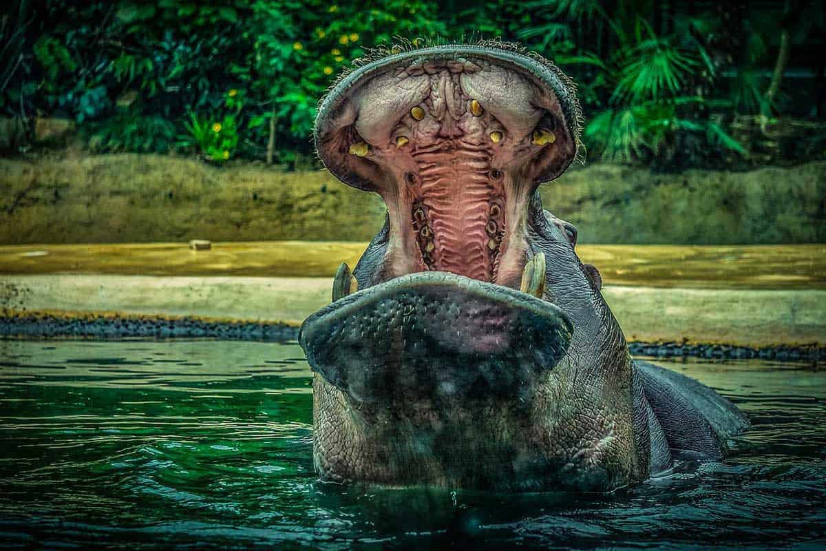 12 Animales Con Dientes Largos (imágenes) ¿pueden Los Hipopótamos Respirar Bajo El Agua?
