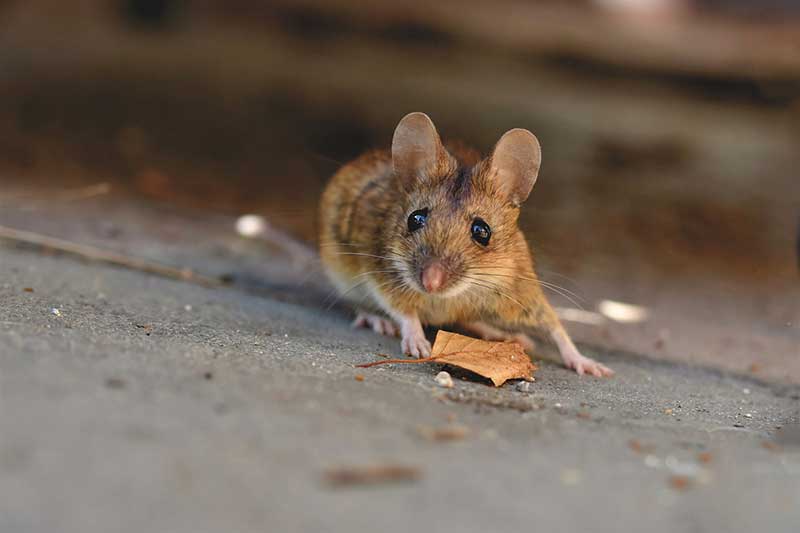 ¿Las Bolas De Naftalina Mantienen Alejados a Los Ratones? ¿qué Aceites Esenciales Repelen a Los Ratones?