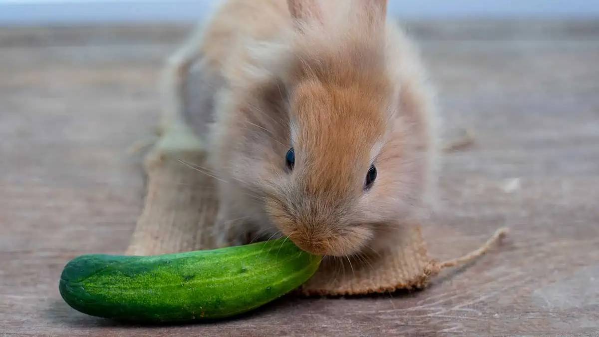 ¿Qué Animales Comen Pepinos? ¿qué Animales Comen Pepinos?