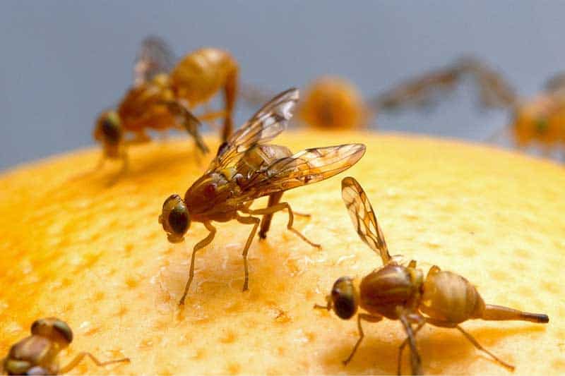 ¿qué Causa Que Haya Mosquitos en Tu Casa? (6 Cosas)