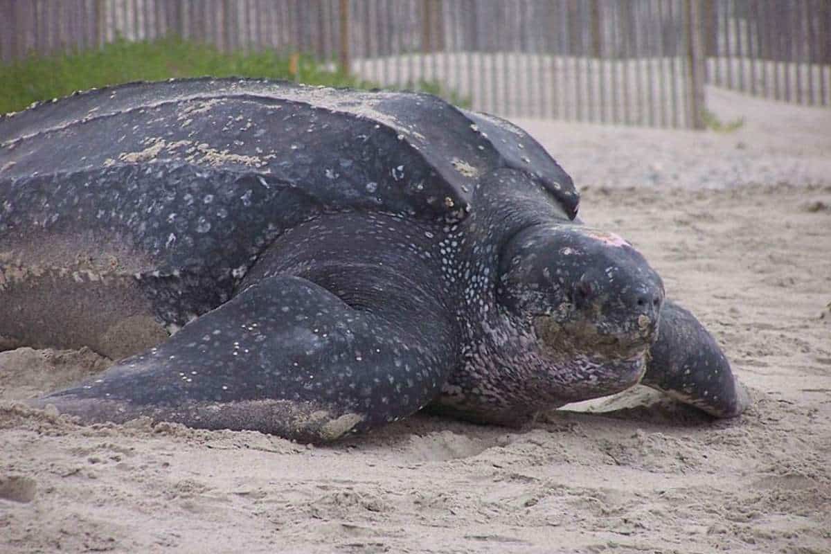 ¿Qué Comen Las Tortugas Laúd? ¿qué Comen Las Tortugas Laúd?