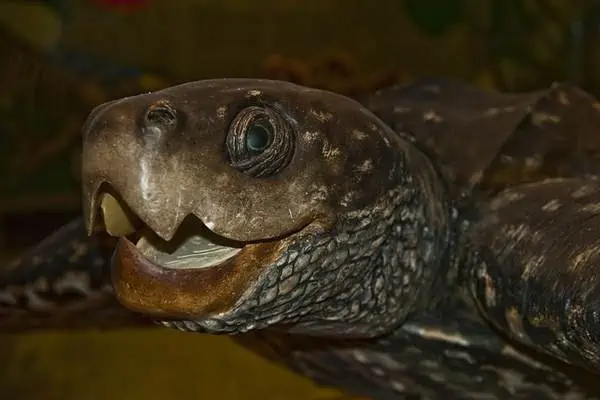 Tortuga laúd con la boca abierta
