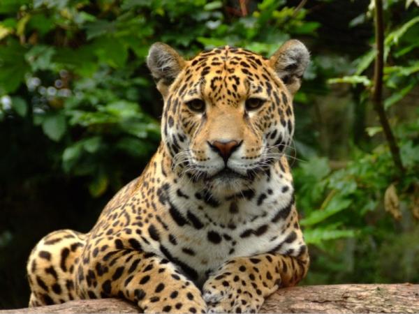 ¿Qué comen los jaguares en la naturaleza? - ¿El jaguar solo come carne?