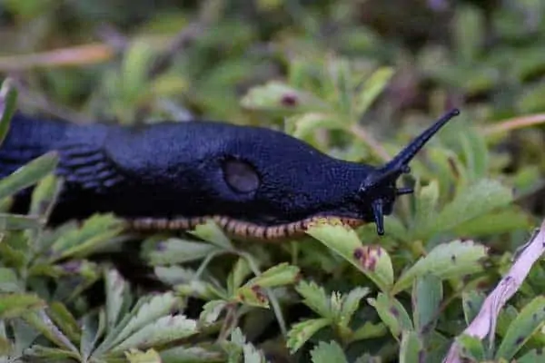 Babosa negra grande