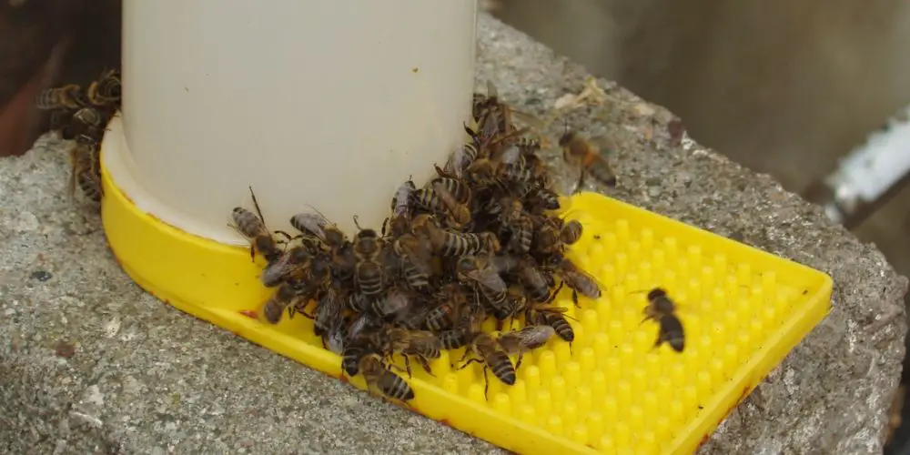 ¿Qué Es Un Comedero Para Abejas? ¿Necesito Uno? ¿qué Es Un Comedero Para Abejas? ¿necesito Uno?