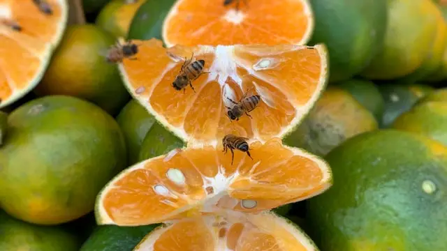 Las abejas se dan un festín con el interior azucarado de una fruta.