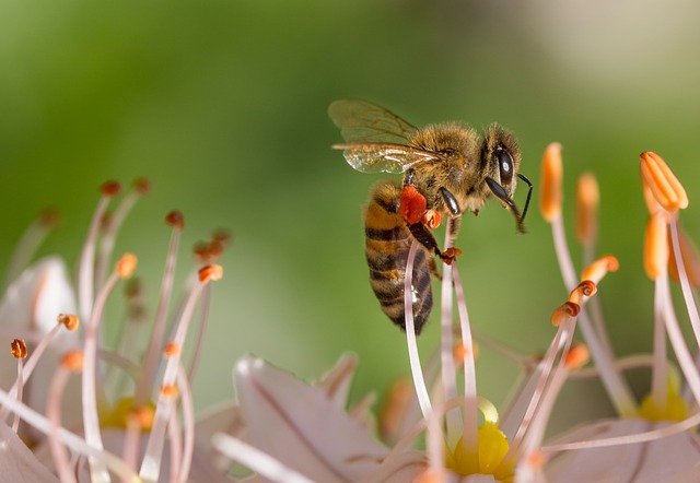 abeja recogiendo néctar y polen de una flor