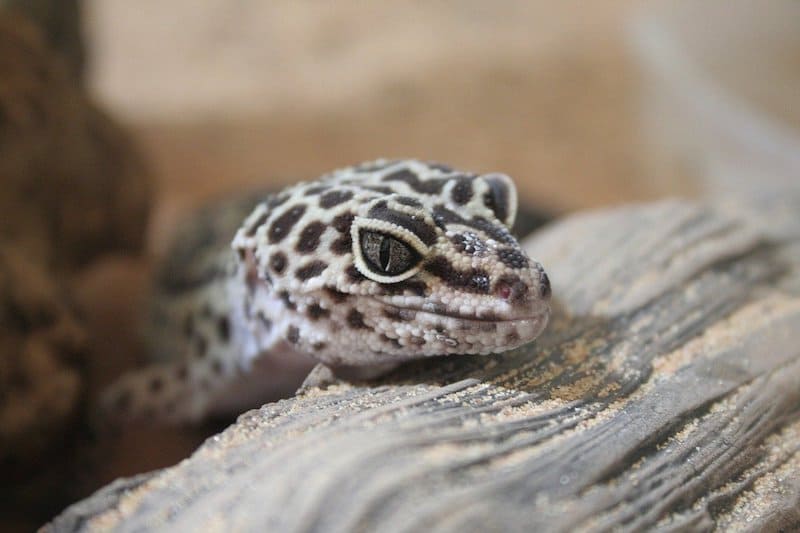 ¿Qué Necesitan Los Geckos Leopardo en Su Tanque? 6 Cosas Para Recordar ¿qué Necesitan Los Geckos Leopardo en Su Tanque? 6 Cosas