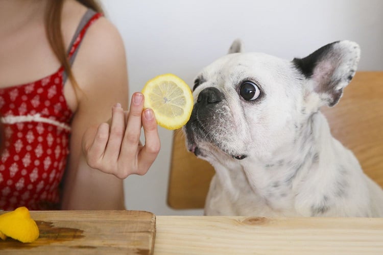 ¿Qué olores odian los perros? 12 aromas que repelen a los perros 1 Olor a frutas cítricas.