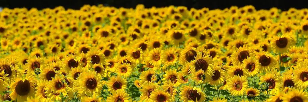 Girasoles que crecen en un campo siendo polinizados por abejas