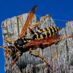 ¿Qué Pasa Si Matas Una Avispa Reina? una avispa reina en un trozo de madera