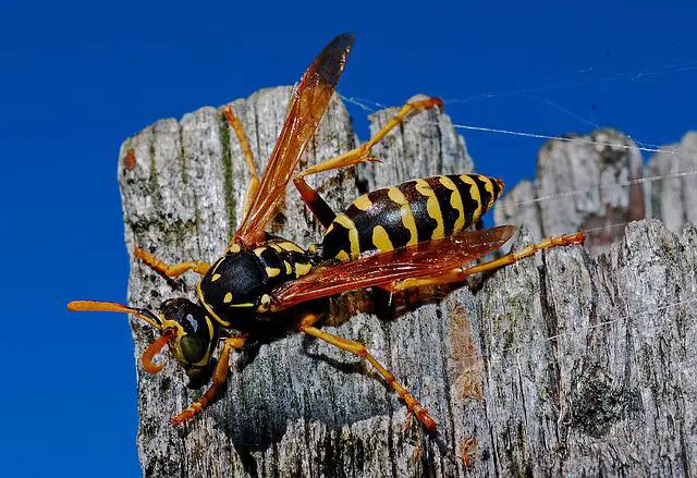 una avispa reina en un trozo de madera