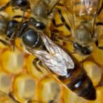 ¿Qué Sucede Cuando Muere Una Abeja Reina?