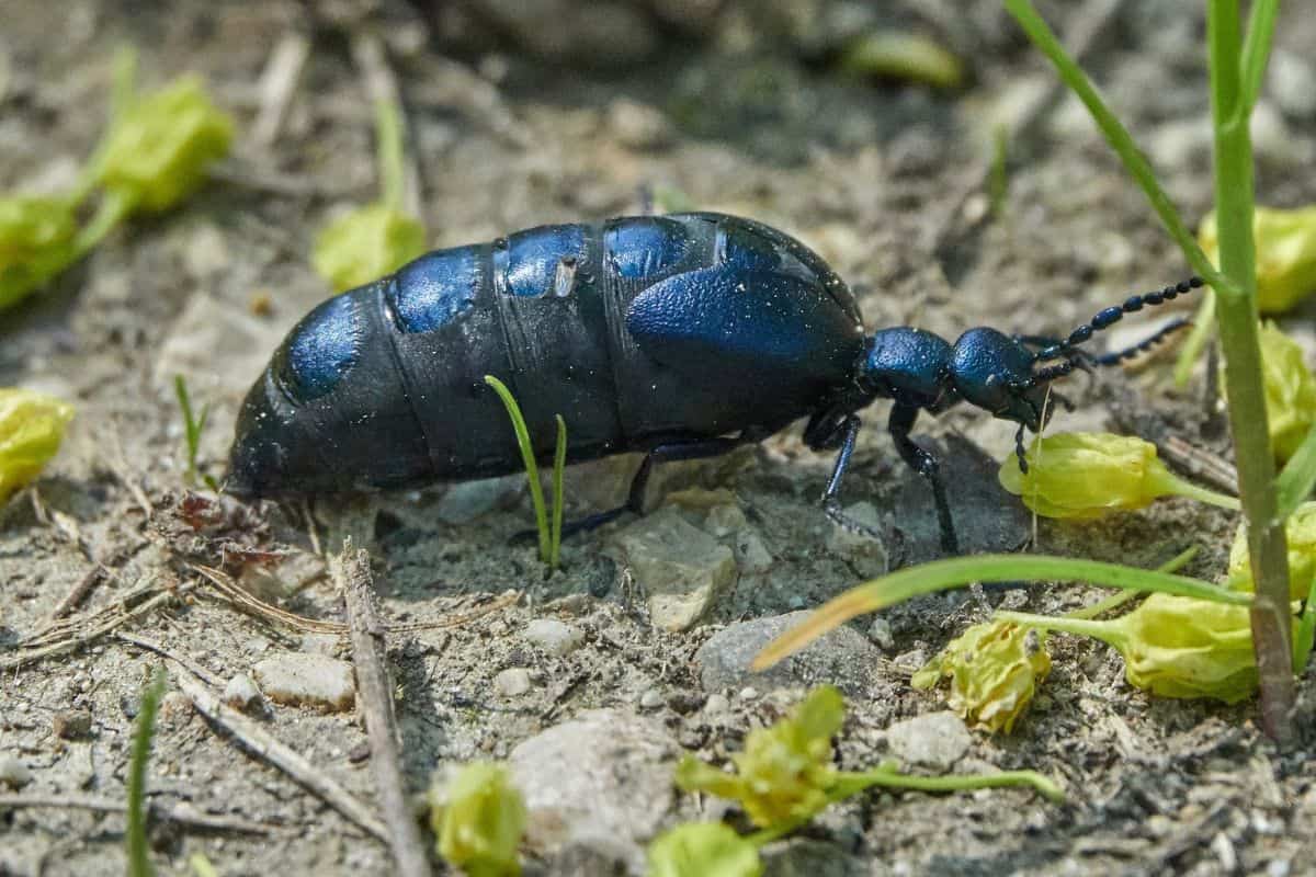 ¿qué Tamaño Tiene Una Hormiga Reina? (vs. Hormigas Obreras)