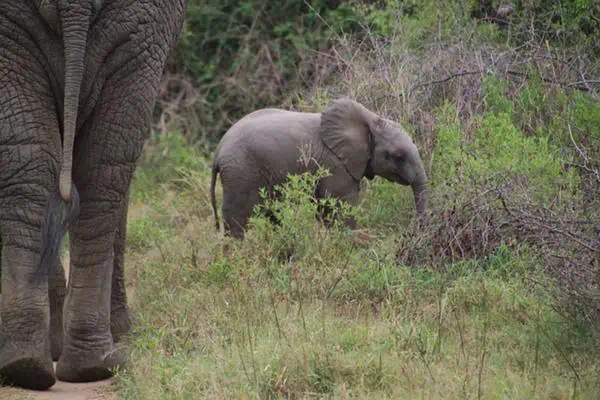 Patas de elefante