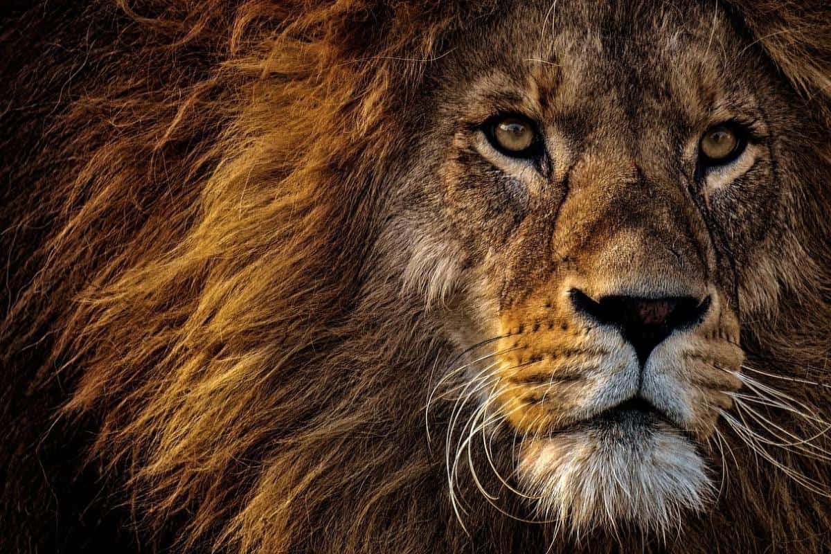 ¿Qué Tan Fuertes Son Los Leones? (Contestada) ¿qué Tan Fuertes Son Los Leones? (contestada)