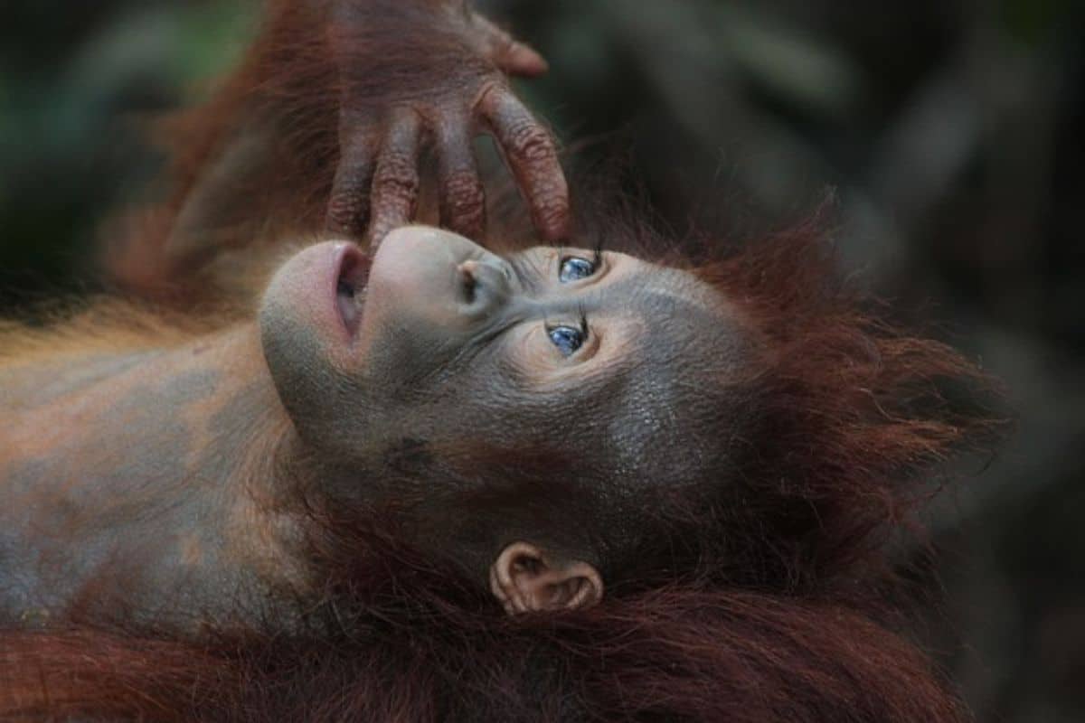¿Qué Tan Fuertes Son Los Orangutanes? (Ejemplos Y Estadísticas) ¿qué Tan Fuertes Son Los Orangutanes? (ejemplos Y Estadísticas)